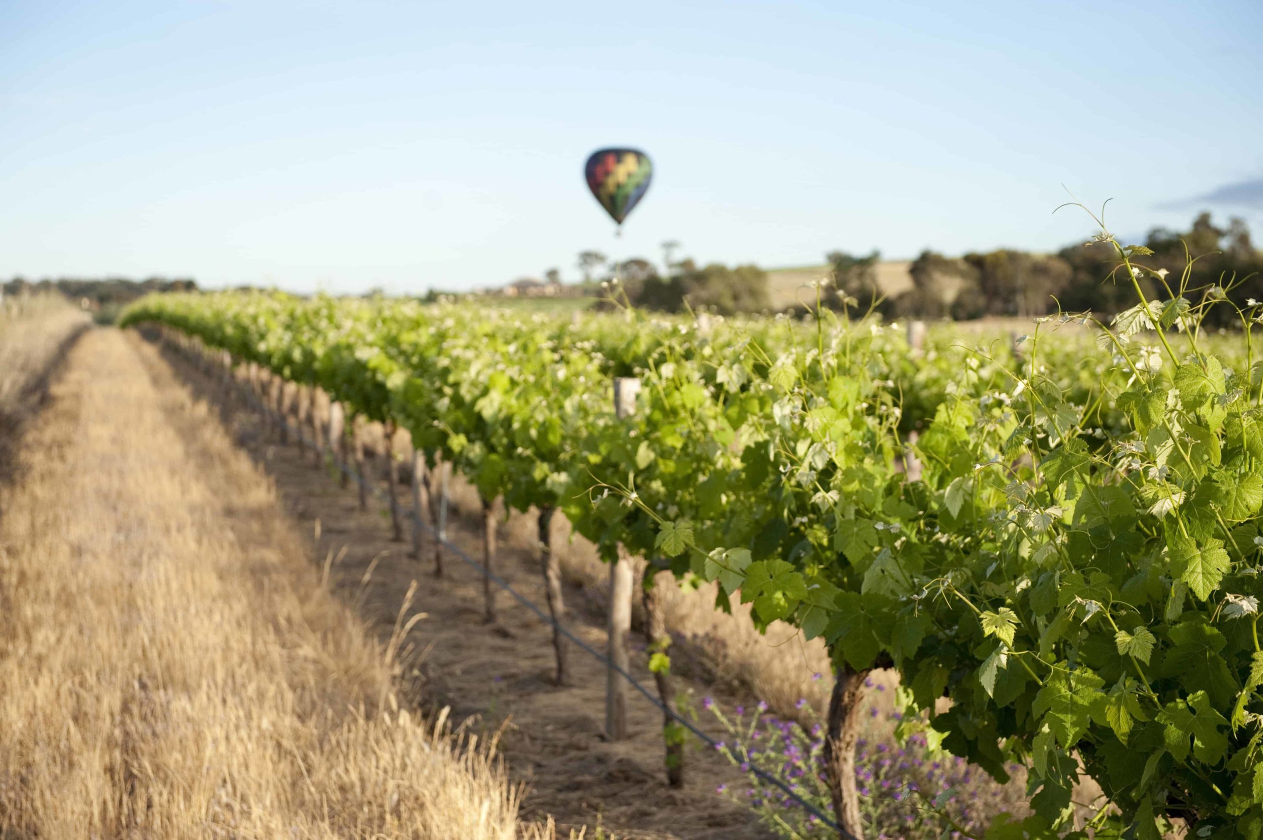 Adelaide And Barossa Valley