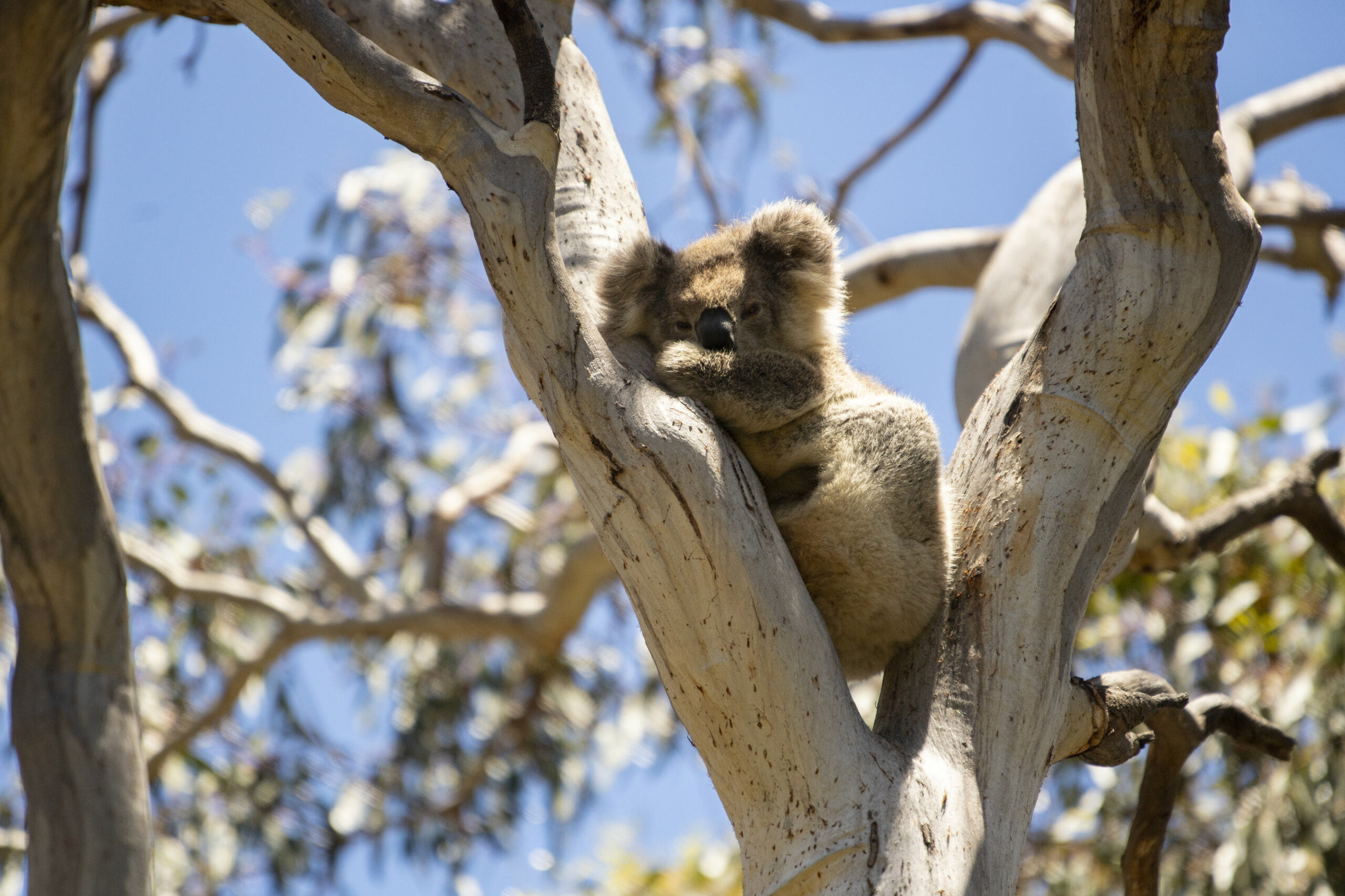 Little Koala Walking Tour