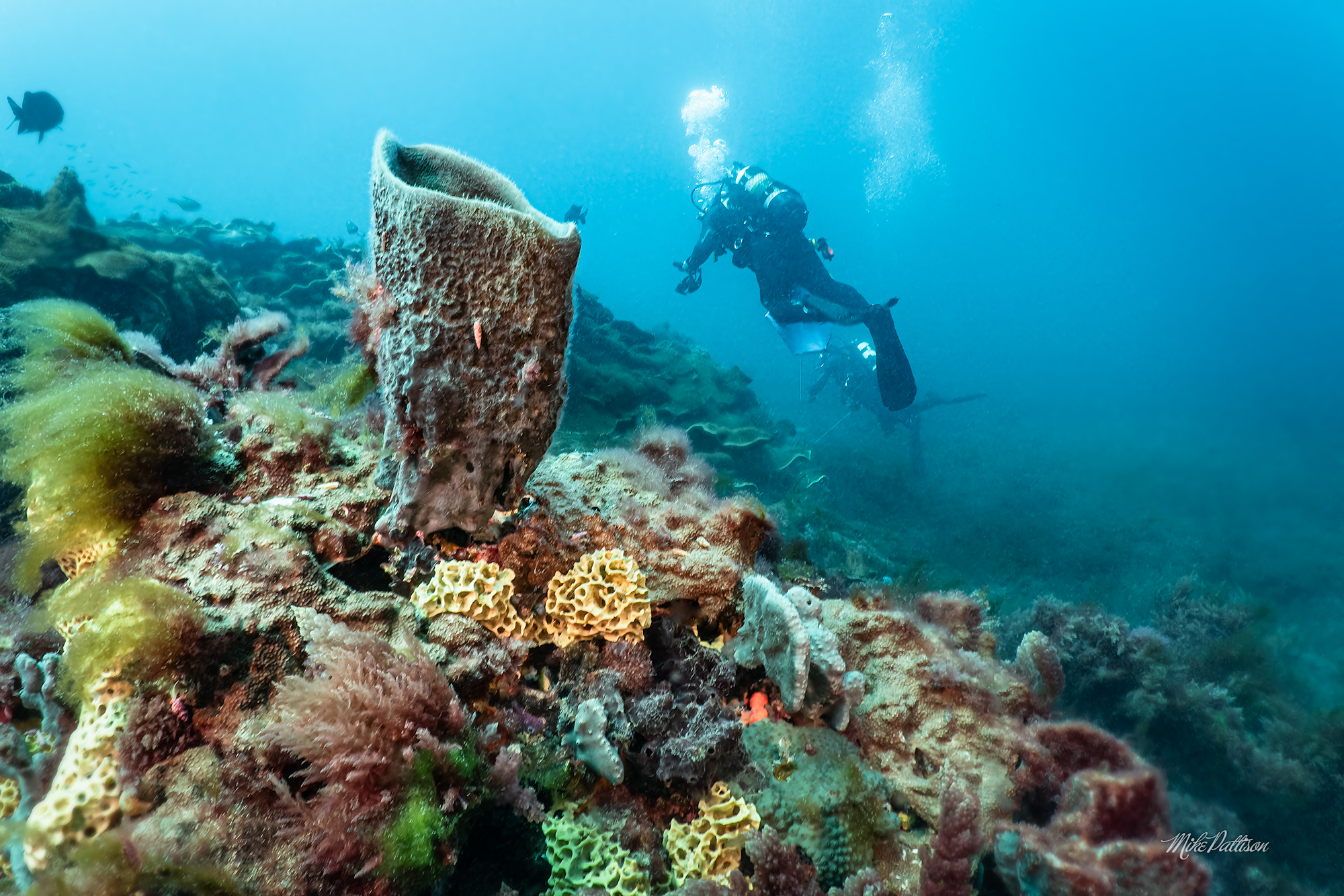 Combo Dive – 20 Meter Blades & Leather Jacket Cave