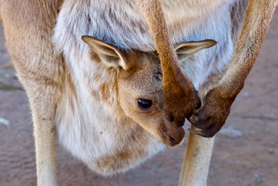 Flinders-ranges-walk-17