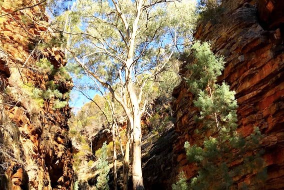 Flinders-ranges-walk-21
