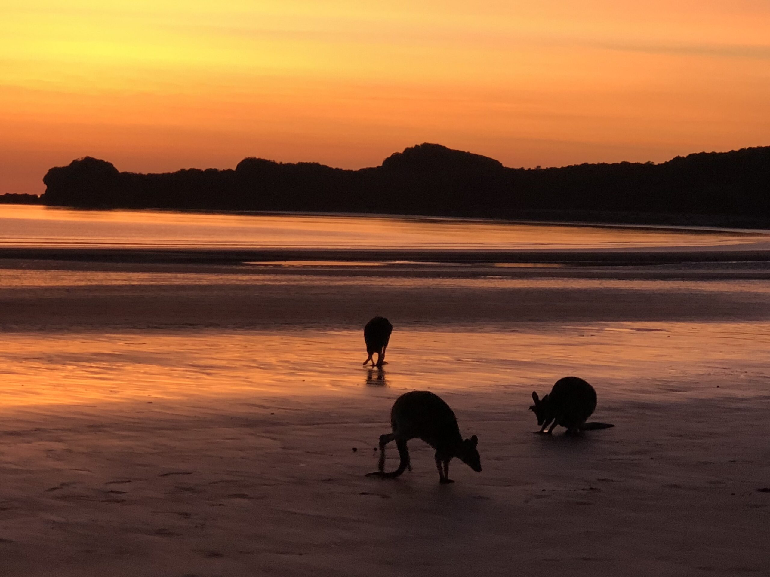 Wildlife Tour – Kangaroo’s on the Beach at Sunrise – Departing Airlie Beach Daily