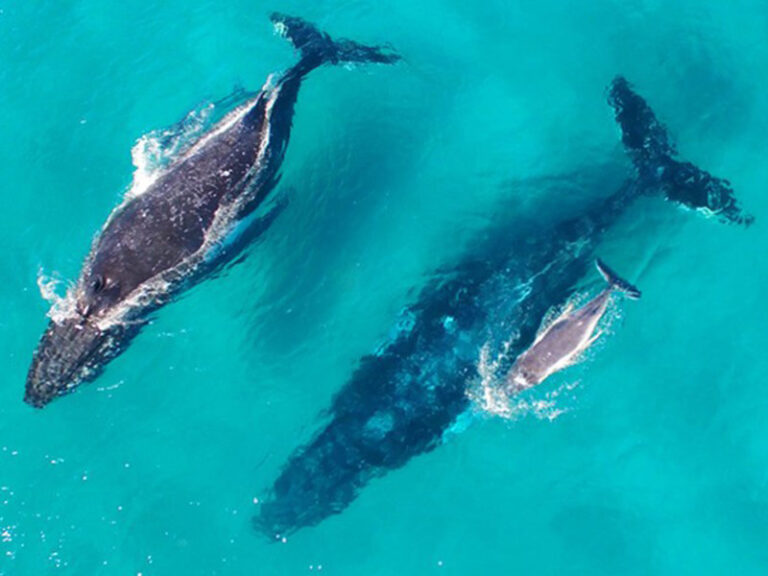 Moreton Island Whale Watching