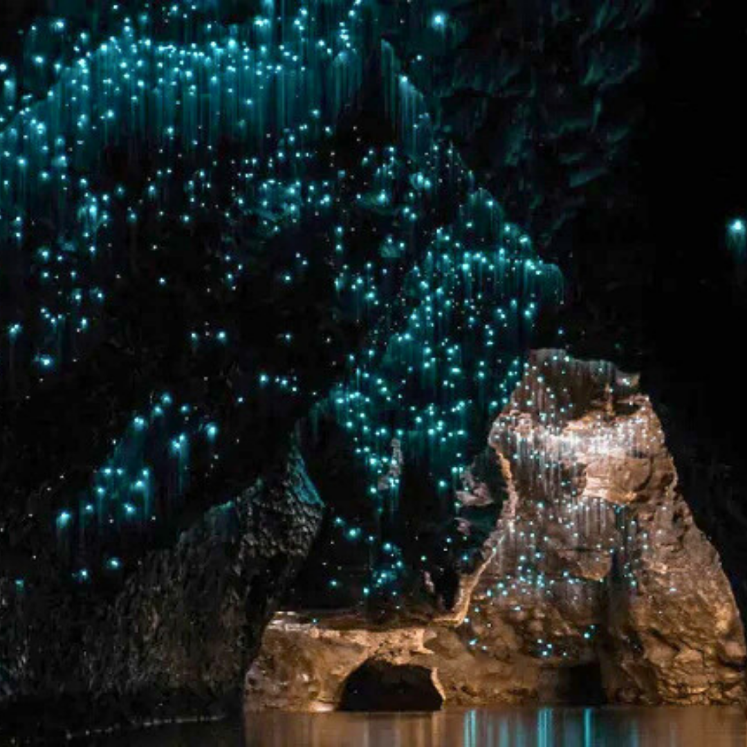 Private Glow Worm Magic & Scenic Mountain Views Tour (Gold Coast Departure, 1–3 Pax)