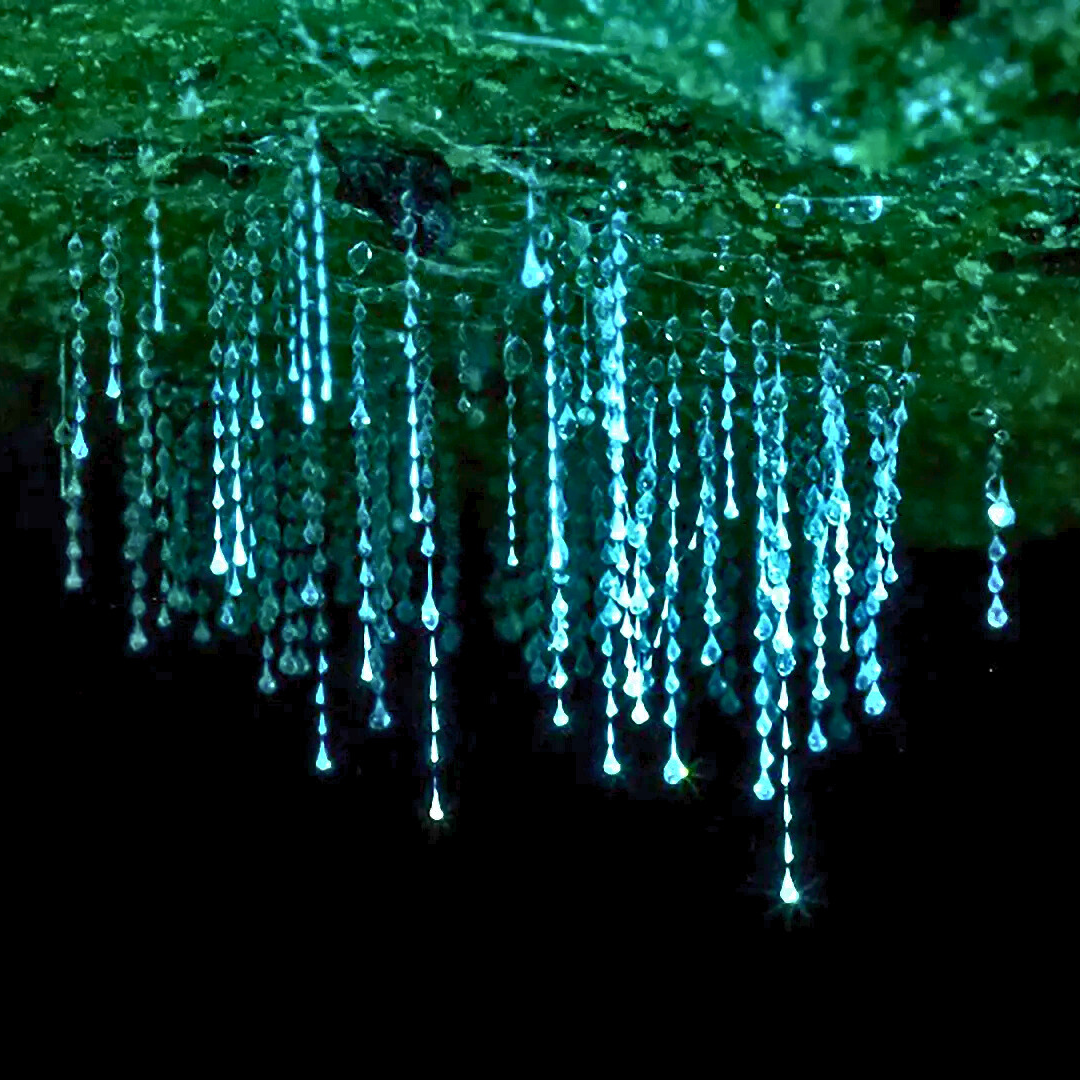 Glow Worm Evening Rainforest – Full Private Tour (4 to 7 Pax)