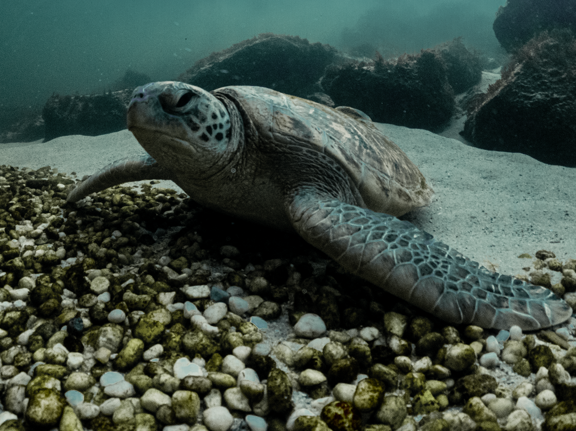 Turtle Conservation Experience B2B Packaged with Entry Pass